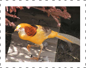 Yellow Golden Pheasant