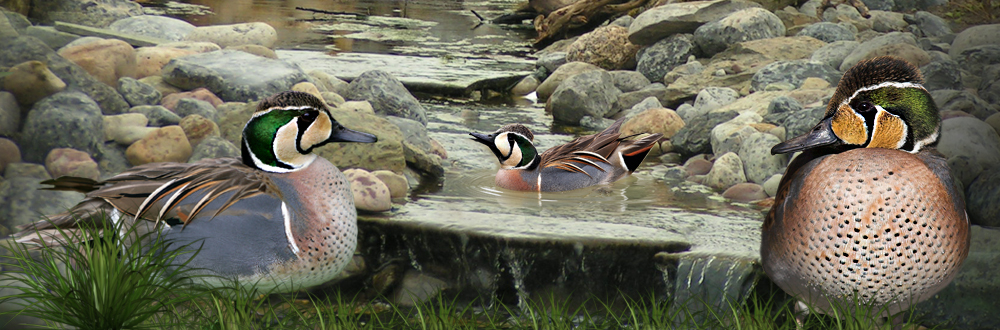 Baikal teal duckss