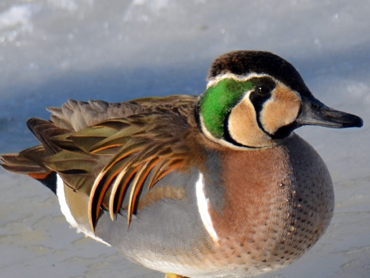 Male Baikal Teal Duck