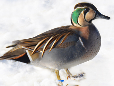 Male Baikal Teal Duck