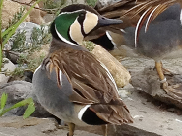 Male Baikal Teal Duck