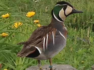 Male Baikal Teal Duck