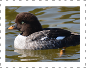 Barrows Golden Eye