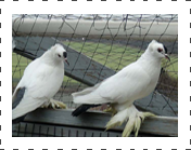 Black Tail Pigeon1