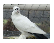 Black tail pigeon