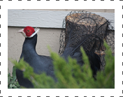 Blueeared Pheasant