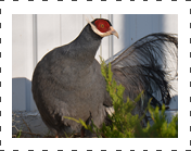 Blueeared Pheasant