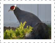 Blueeared Pheasant