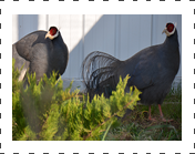 Blueeared Pheasant