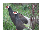 Browneared Pheasant