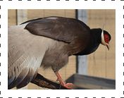 Browneared Pheasant