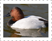 Canvasback