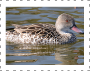 Cape Teal