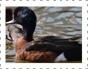 Chestnut Teal