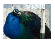 Black Shoulder Peafowl