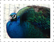 black shoulder peafowl