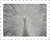 White Peafowl