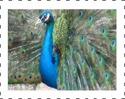 Black Sholder Peafowl