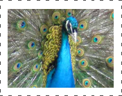 Black Sholder Peafowl