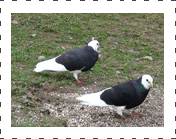 Bald Head Roller Pigeon 