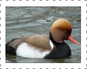 Pochard