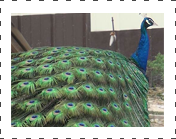 Black Sholder Peafowl