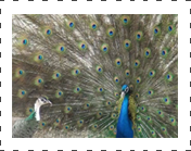 Black Sholder Peafowl