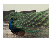 Black Sholder Peafowl