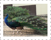 Black Sholder Peafowl