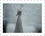 White Peafowl