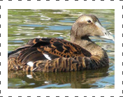 Eider Hen