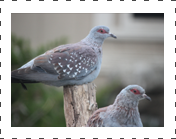 Triangular Pigeon