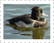 Greater Scaup