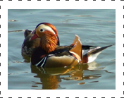 Mandarin Duck