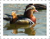 Mandarin Duck