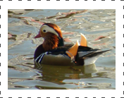 Mandarin Duck