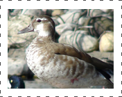 Ringed Teal Duck