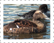 Eider Hen