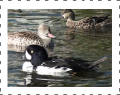 Male American Goldeneye Duck