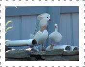 White Mandarin