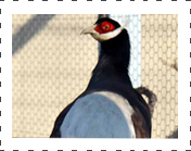 brown eared pheasant