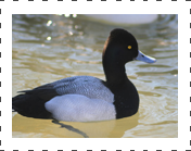 Greater Scaup