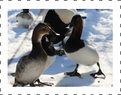 Canvasback