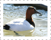 canvasback duck