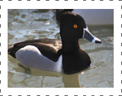 Greater Scaup