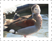 Ringed Teal Duck