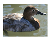 Female Canvasback