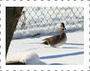 Baikal Teal 