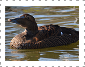 Eider Hen