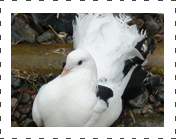 Fantails Pigeon